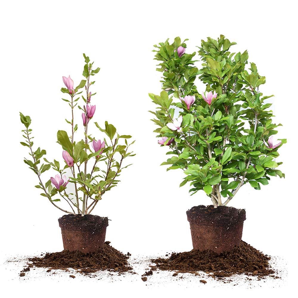 Perfect Plants Jane Magnolia Live Plant, 5 Gallon, Includes Care Guide