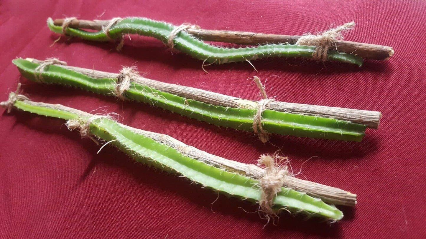 Generic 3 x Dragon Fruit Tree Cuttings 12" Long