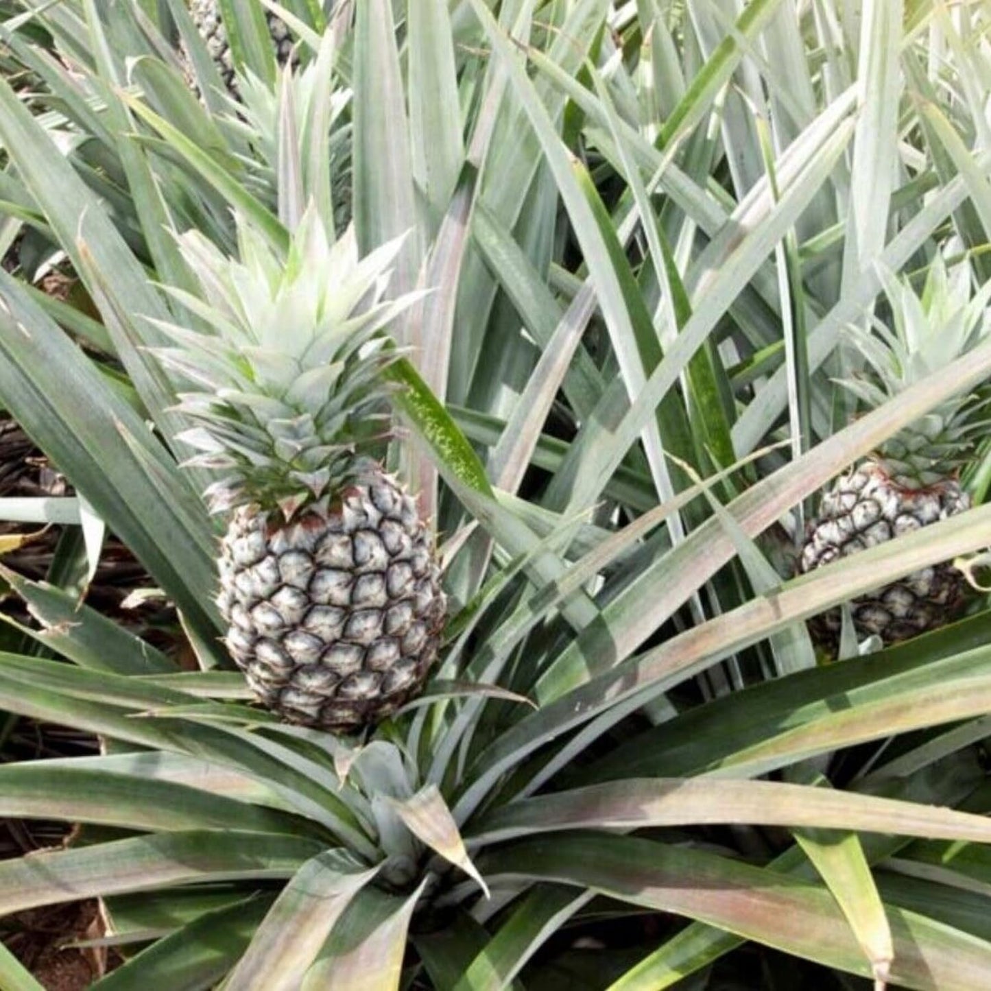 4 White Jade Pineapple Fruit Trees Live Plants, Pineapple Seedlings for Backyard Gardening, Pineapple Plants Live