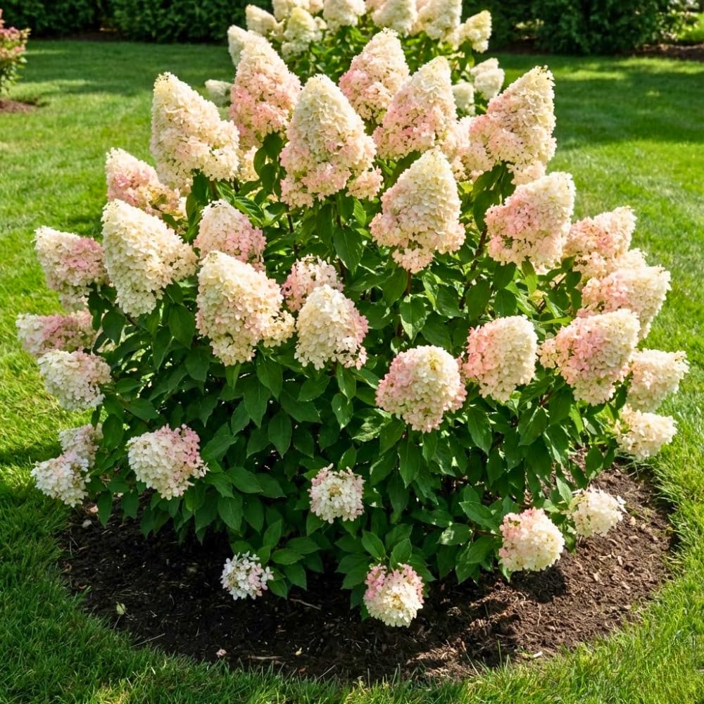 White Pink Hydrangea Plant Live Tree, Rare Color, 4" Pot, Perennial and Hardy Blooming Shrub for Garden Spring Planting