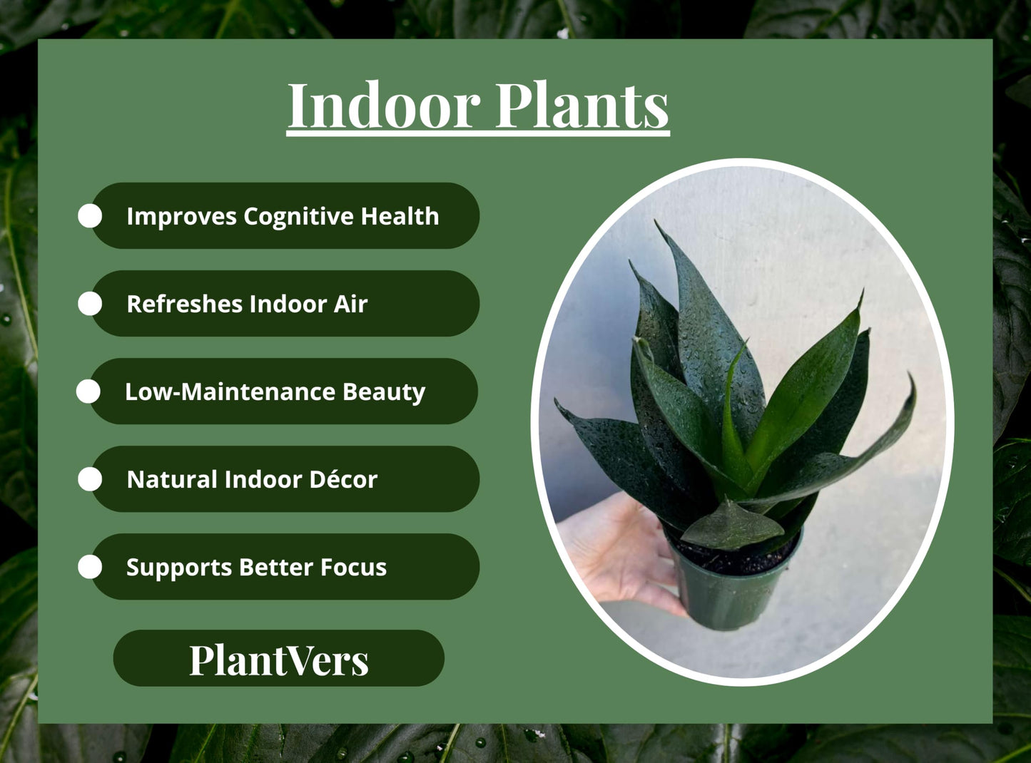 PLANTVERS Sansevieria Emerald Star in 4" Grow Pot – Live Snake Plant – Easy Care Succulent – Air Purifying Indoor Plant – Low Maintenance Houseplant