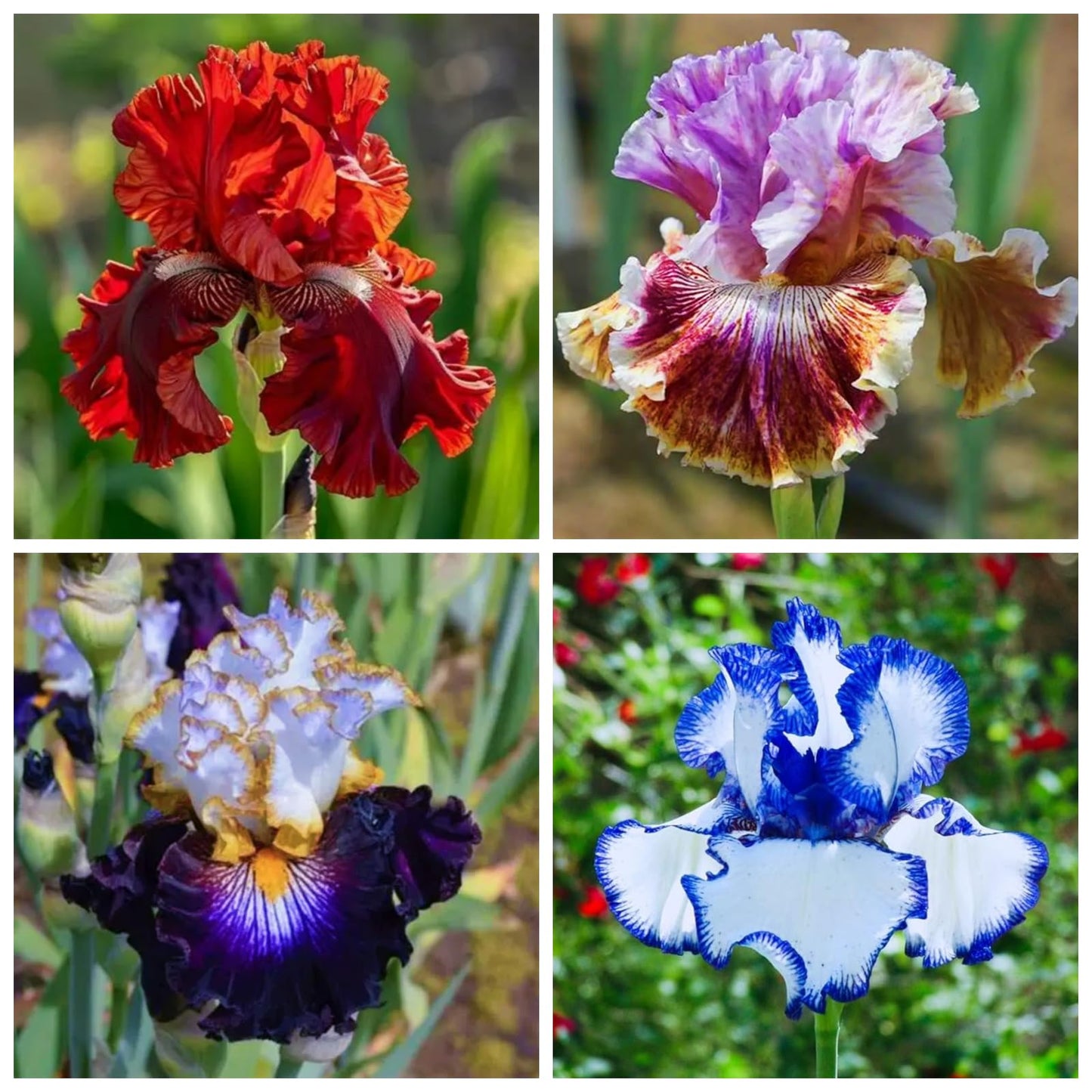 LBJDUYS Iris for Planting - Iris Mix Bulk - Magical Hardy Balcony Rare Species Ornamental Value (4)