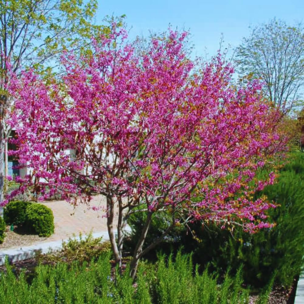 02 Eastern Red Bud Trees Live Plants, 6-12" in Tall for Spring Planting, Redbud Tree Live Zones 5-9