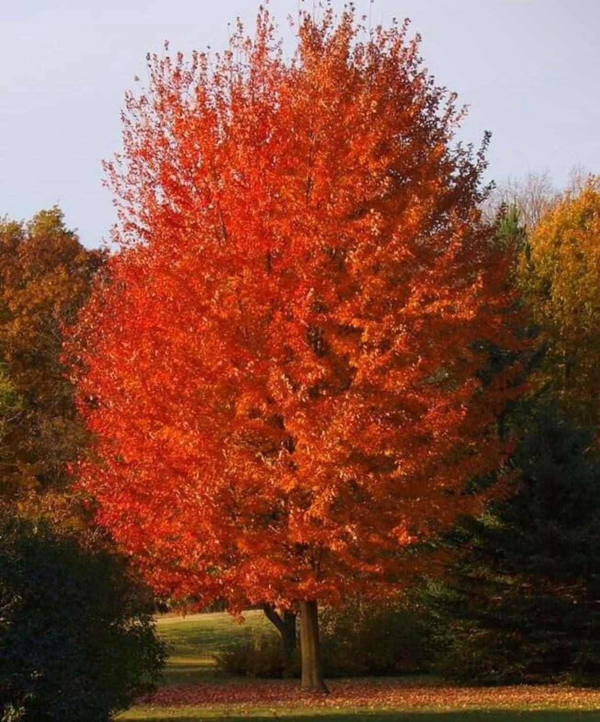 Autumn Blaze Maple Tree - 10-16" Tall Seedling - Quart Pot - Live Plant - Acer x freemanii 'Jeffersred'