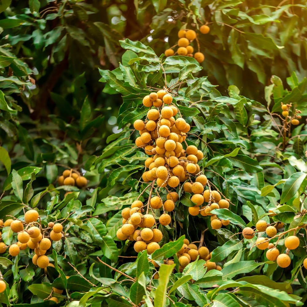 Sweet Longan Tree Live Plant, Longan Fruit Tree, Well Rooted, 3 Gallon Pot, 2-3 Feet Tall, Tropical Fruit Tree for Backyard and Garden, No Ship to CA