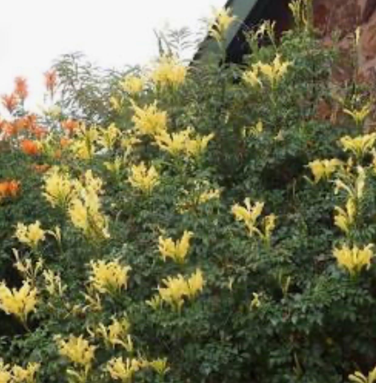 Live Plant - Cape Town Yellow Tecomariasmall Rooted Starter Planthummingbird Heaven