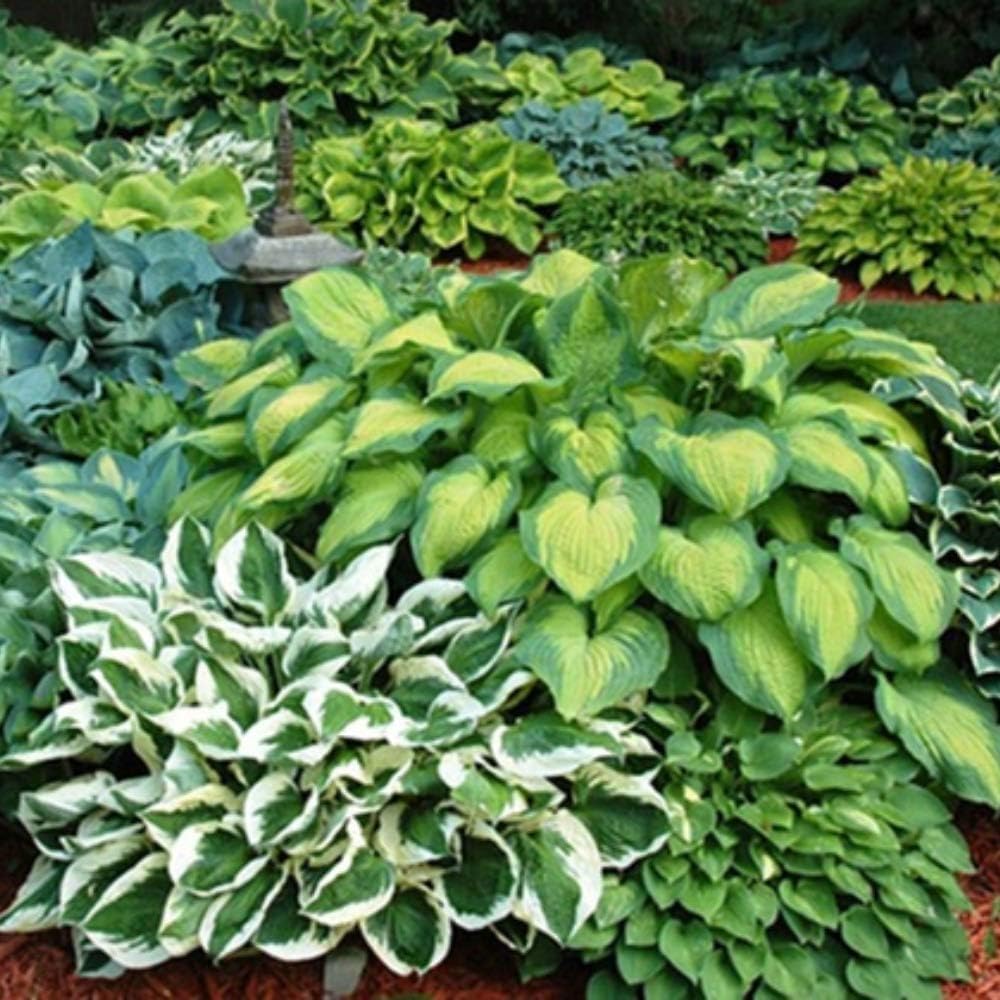 Mixed Color Hosta Plant Roots for Growing - Growers Blend (10 Hosta Roots)