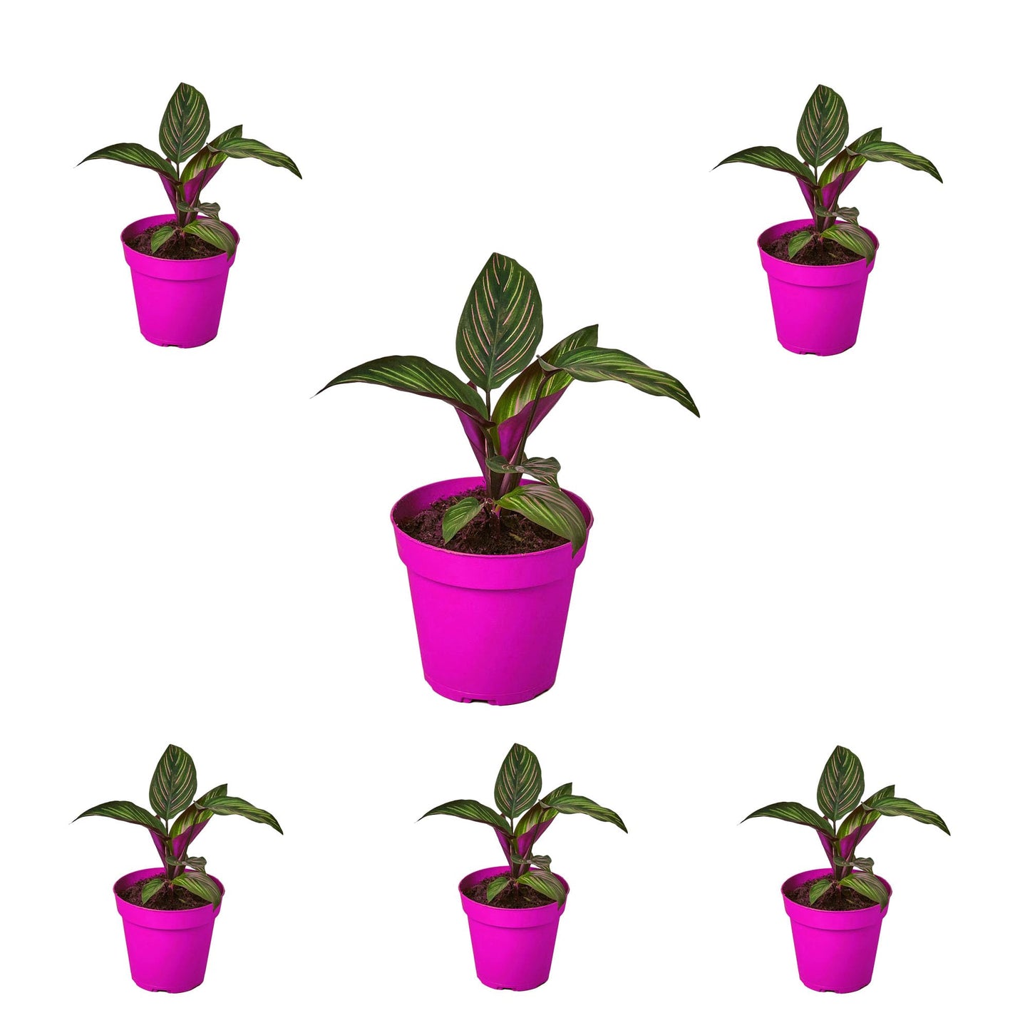 6 Pack Calathea 'Beauty Star' in 4in Pot - Live Plants Tropical Houseplants | Variegated | USA Growers | The Snobby Leaf