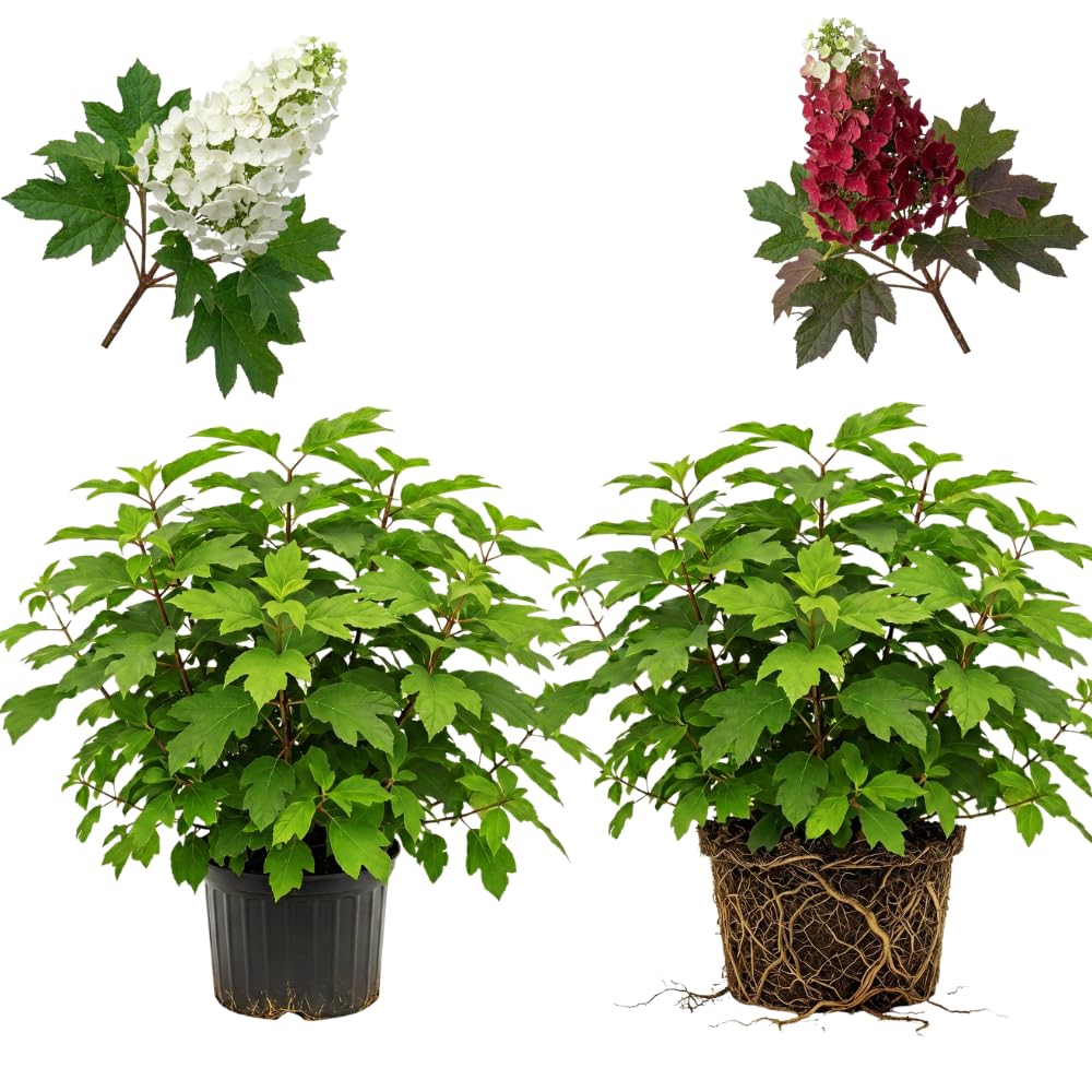 2 Ruby Slipper Oakleaf Hydrangea Live Plants Shrubs, 6-10" Tall - Quart Pot, Hardy Hydrangea Bushes Ready to Plant, Color-Changing Blooms Flowering Shrub for Garden & Landscape