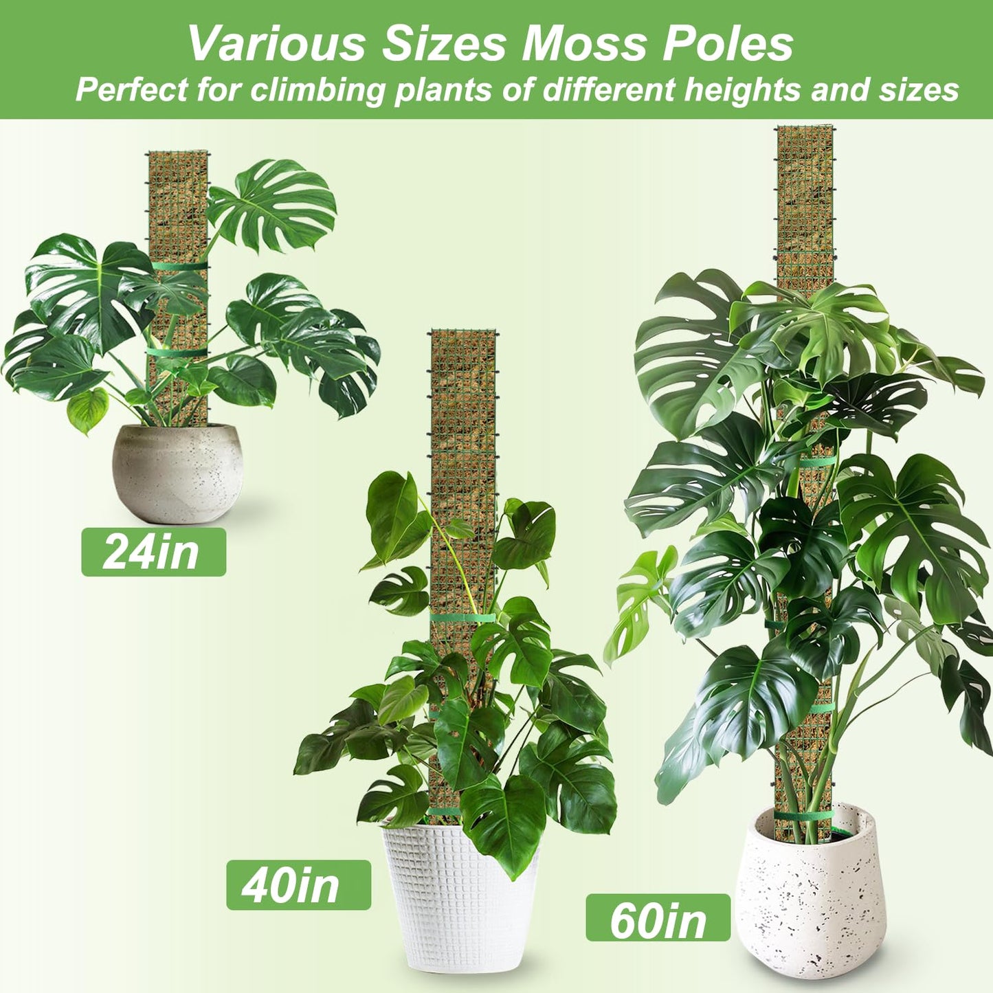 HOLANHING 60"/40"/24" Metal Moss Pole, D Shape Sphagnum Moss Pole, Moss Poles for Climbing Plants, Monstera, Indoor Climbing Plants (2 Each of 60" 40" 24")