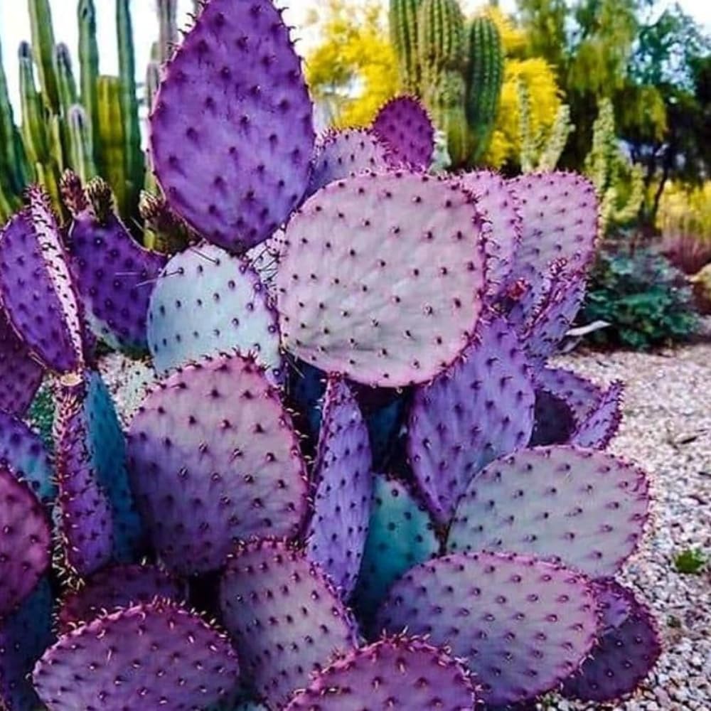Purple Prickly Pear Cactus Live Plant in 3.5" Pot, Hardy Cactus Succulent with Purple Pads for Garden or Houseplant Decor
