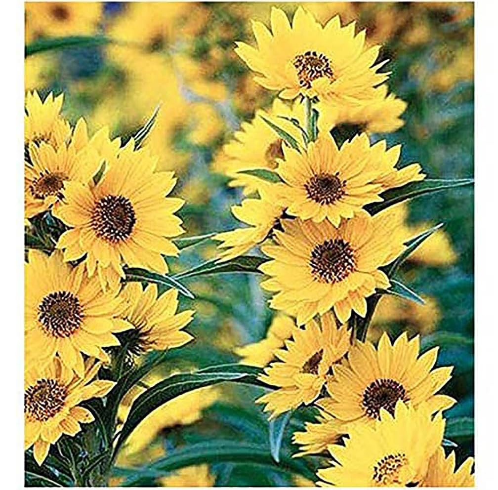 Maximilian Sunflower Seeds - Attracts Bees and Butterflies - Perennial Sunflower Native to North America, Approximtely 600 Seeds