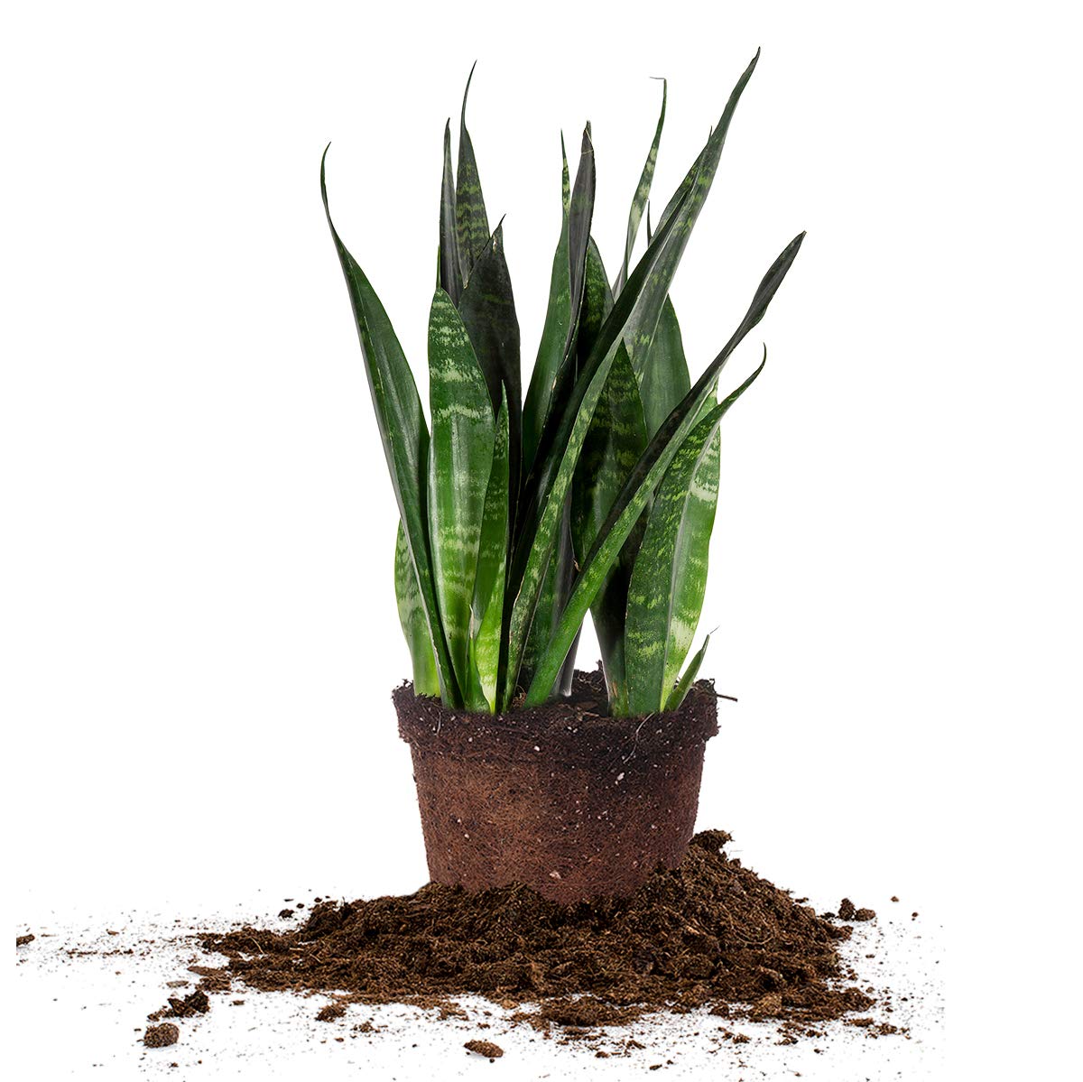 Perfect Plants Black Coral Snake Plant | Easy Care | Thrives in Low to Bright Light, Air Purifying 6in. Grower's Pot