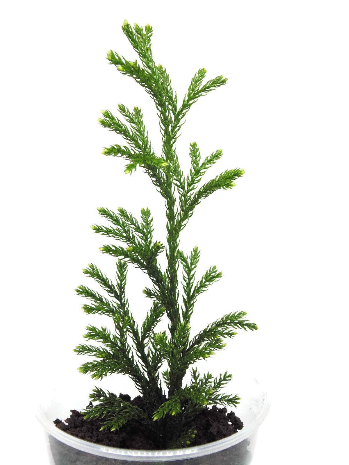 Live Tree Clubmoss (Princess Pine) Plants for Fairy Garden, Terrarium, Garden