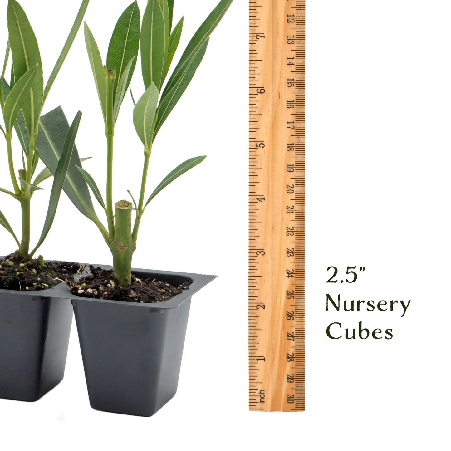 3 White Oleander (Nerium Oleander ‘Sister Agnes’) | Fast-Growing Evergreen Flowering Shrub with Pure White Blooms and Dense Green Foliage | 2.5” Nursery Cubes, Ready-to-Plant Live Starter Plants