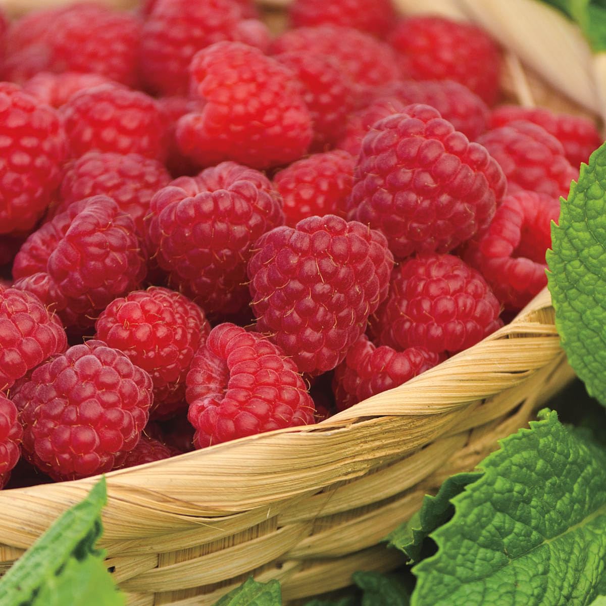 Direct Gardening Crimson Blush Raspberry Bush Dormant Bare Root Fruit Bearing Starter Plant