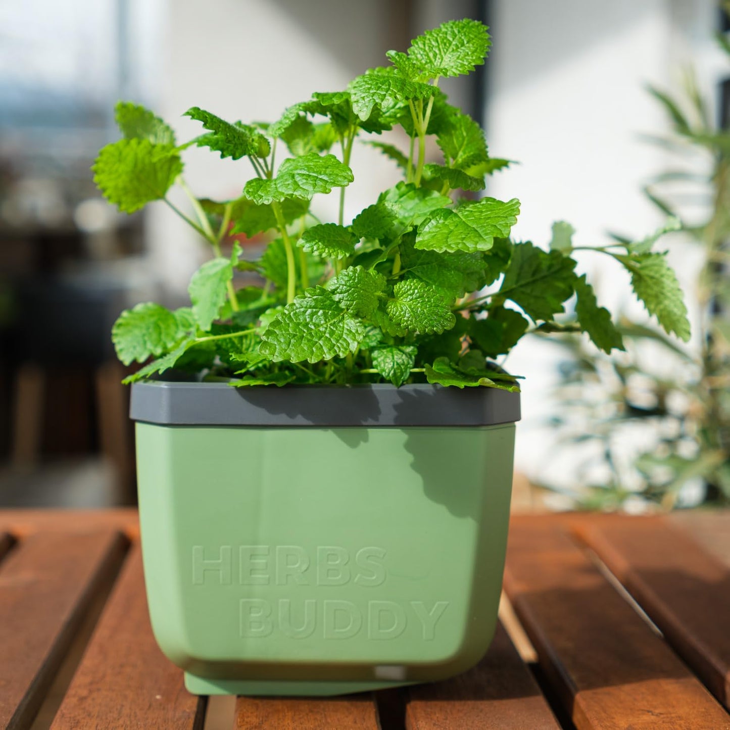 BUZZY Seeds Herb Buddy Self-Watering Herb Planter with Water Level Indicator – Indoor Kitchen & Windowsill Planter (Green)
