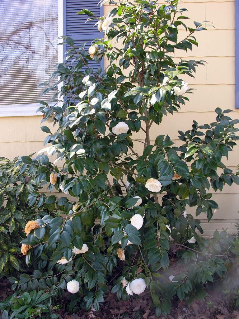 Live Plant - White by The Gate Camellia Japonica - Starter Plant