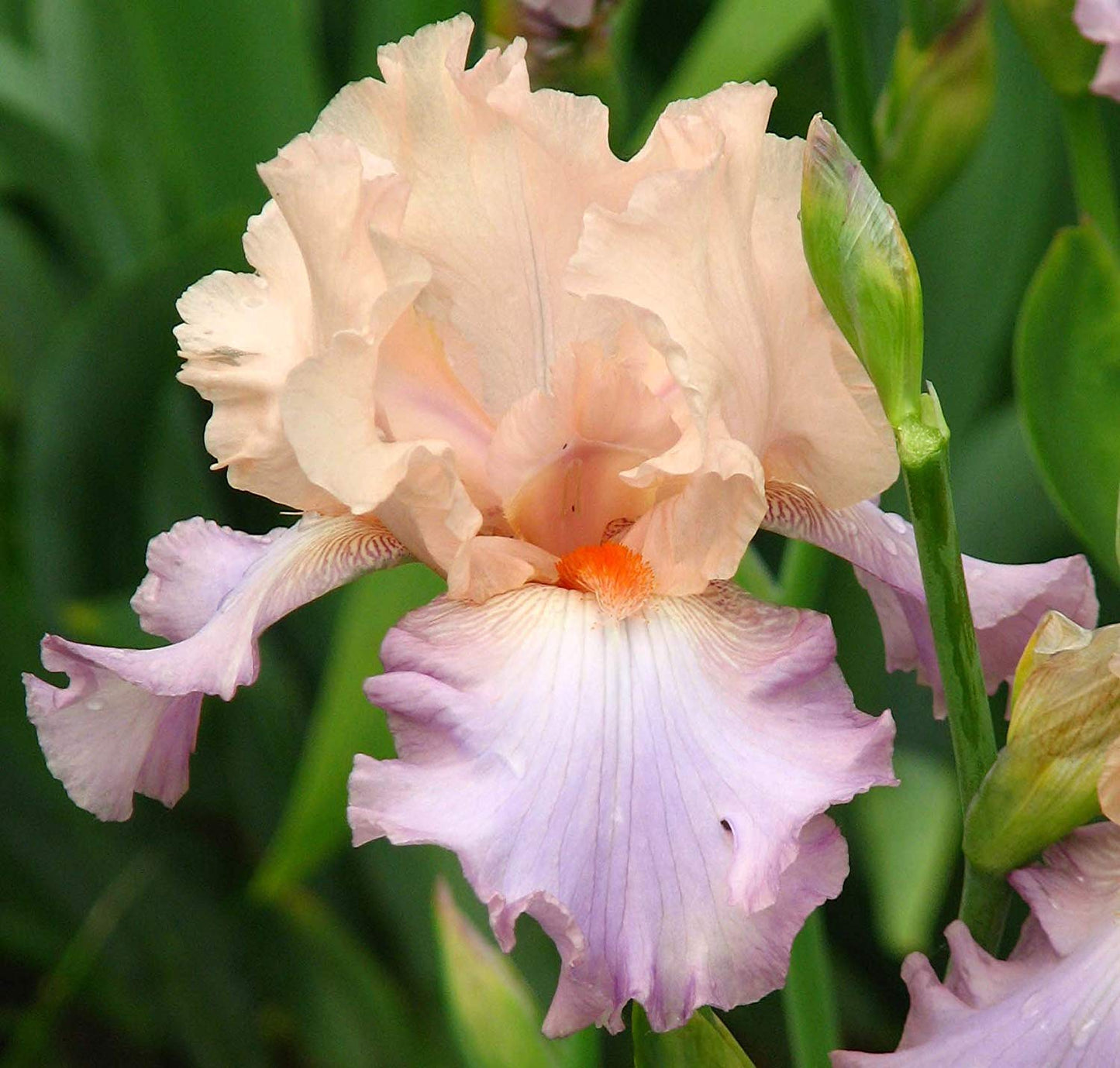 Beautiful Flowering Perenials, Reblooming Iris, Bearded Iris, Two-Tone, Celebration Song, Happenstance, Root, Plant, Great Spectacular Flower Heads