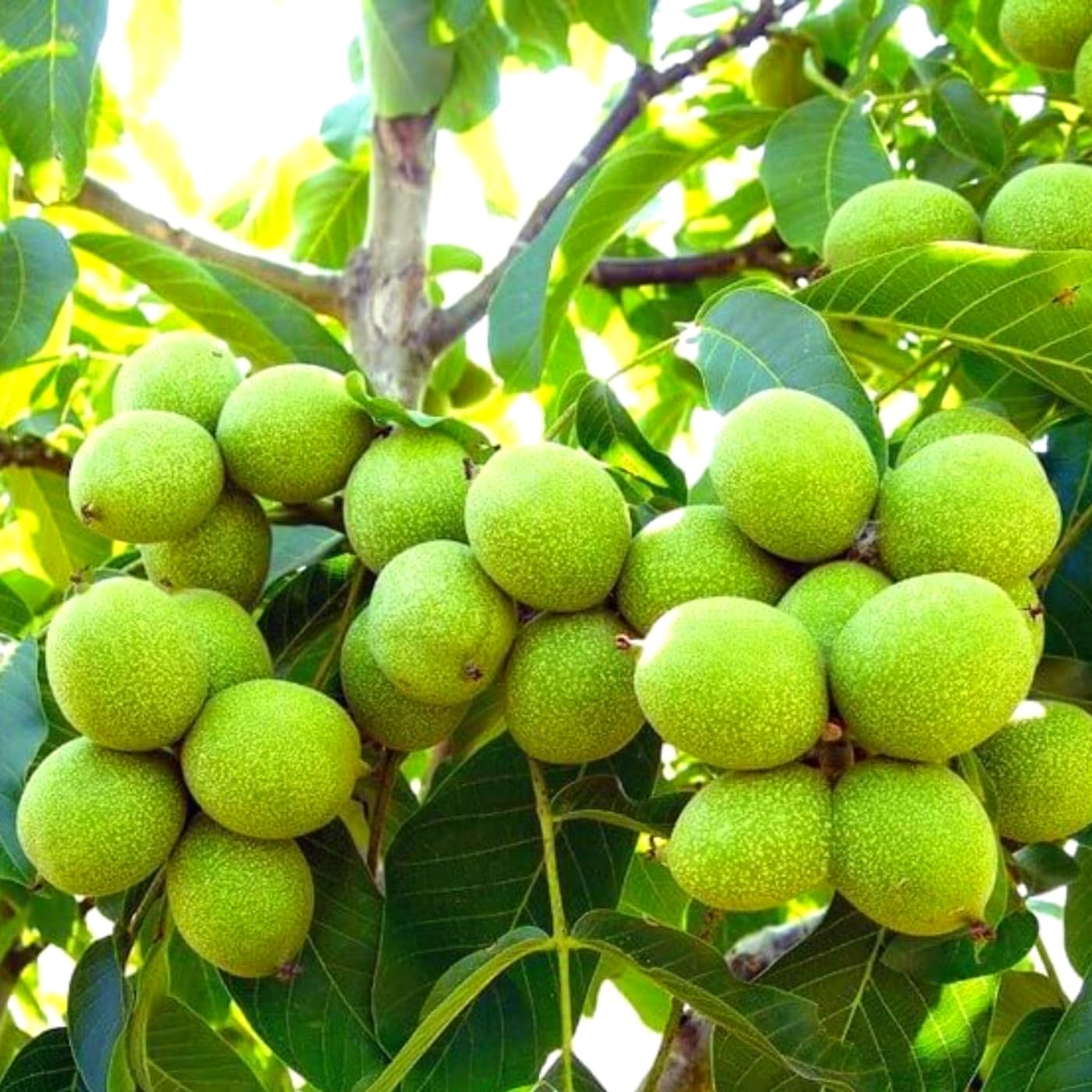 Black Walnut Tree Live Plant 1 Year Old Well-Rooted in 4" Pot, 6-12" Tall, White Walnut Butternut Like, Walnuts Trees for Spring Planting, Cold Hardy, Dormant