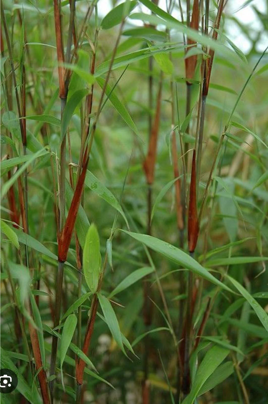 Live Plant - Scabrida Bamboo-fargesia-Rooted Plant-Clumping Non-Invasive-Cold Hardy-18-24”