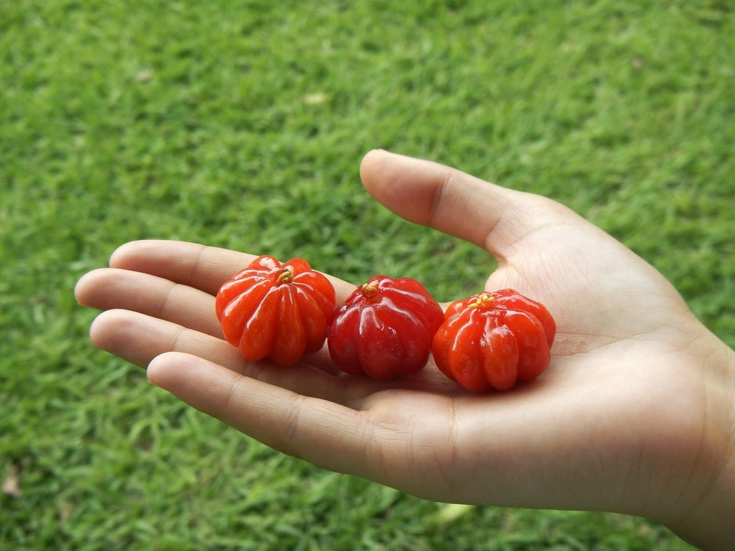 Surinam Cherry (pitanga) Eugenia uniflora Live Plant 10inch-18inch