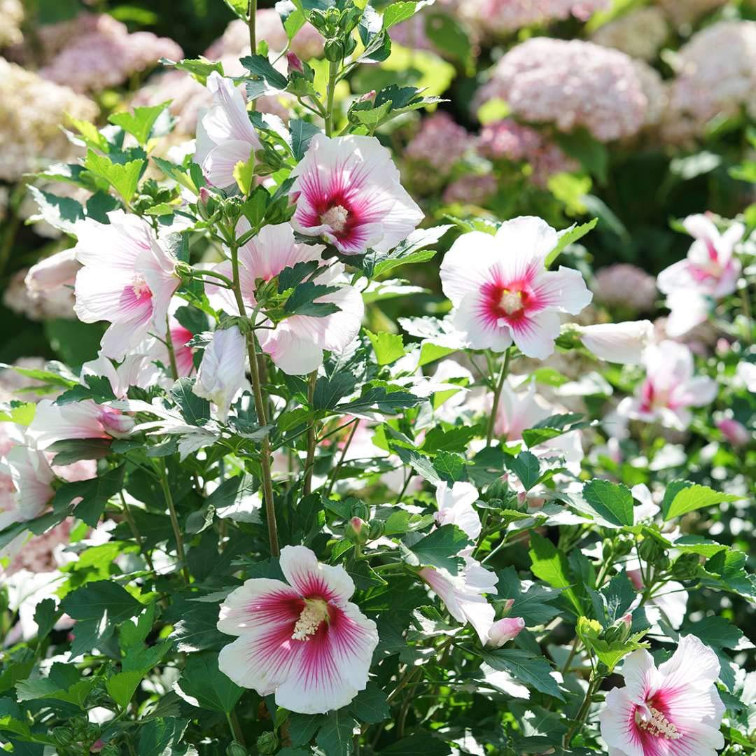 Paraplu Pink Ink® Hibiscus - Rose of Sharon - Proven Winners - 4" Pot