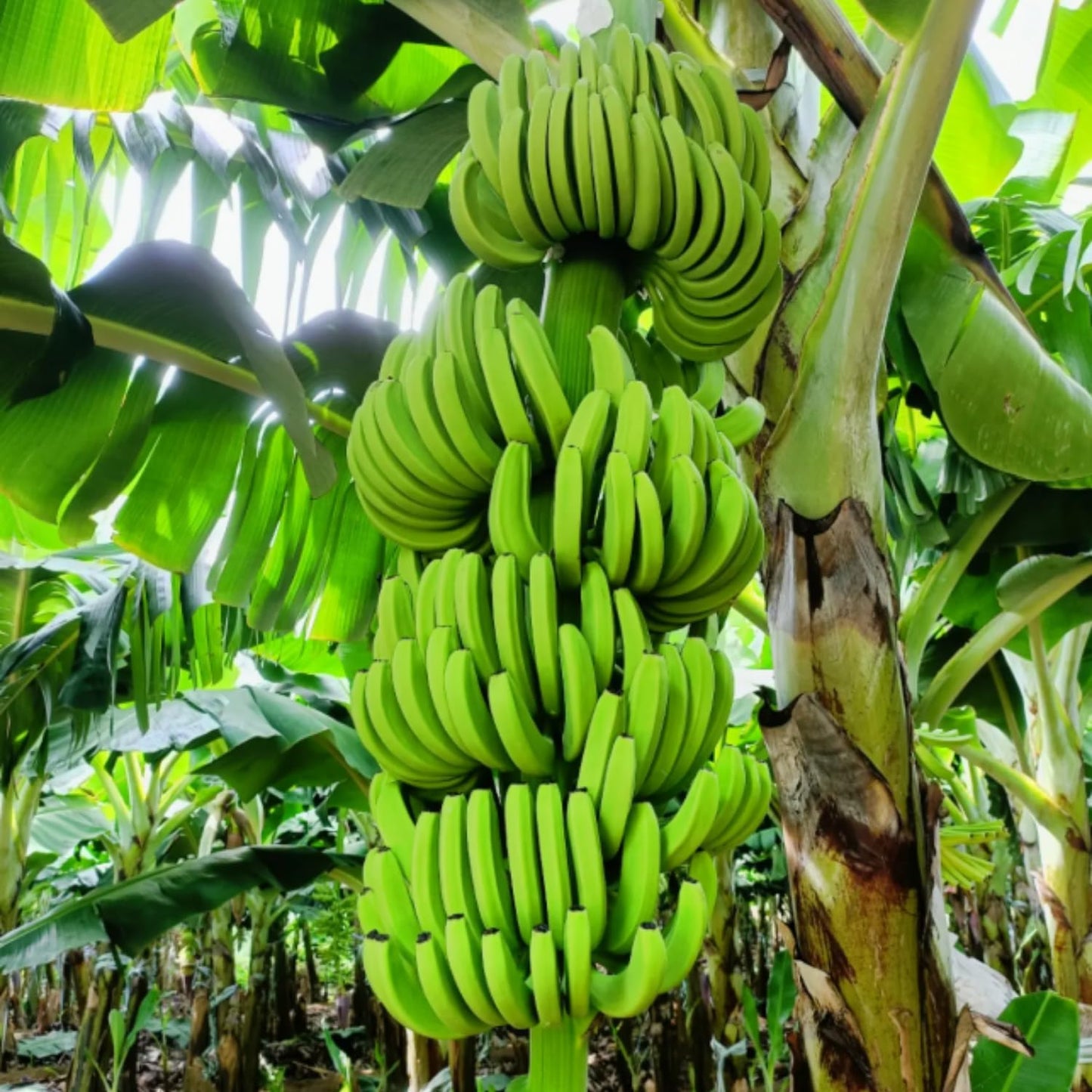 Grand Nain Banana Tree Starter, Live Banana Plant 5 Inches Height Bareroot, Fruit Tree Live Plant