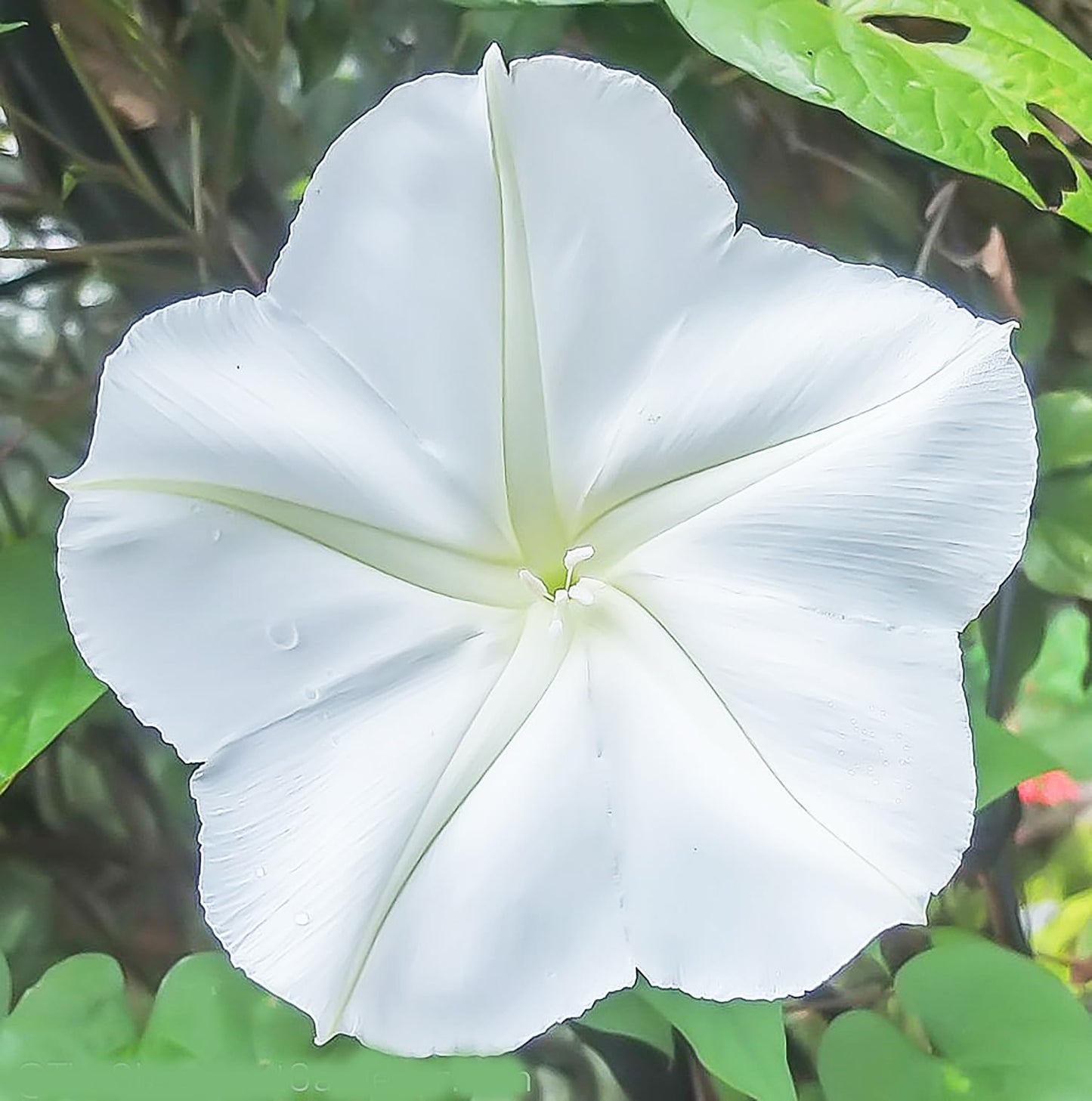 White Moonflower Vine Seeds - Climbing Vine Up to 15' - Fragrant, Blooms in the Evening