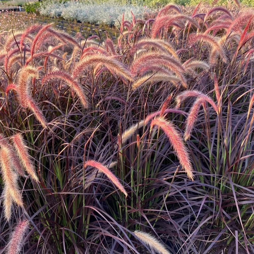 2 Red Fountain Grass Plants Live, Deep Burgundy Ornamental Grass Live Plants for Planting, 4-7" Tall, Well Rooted