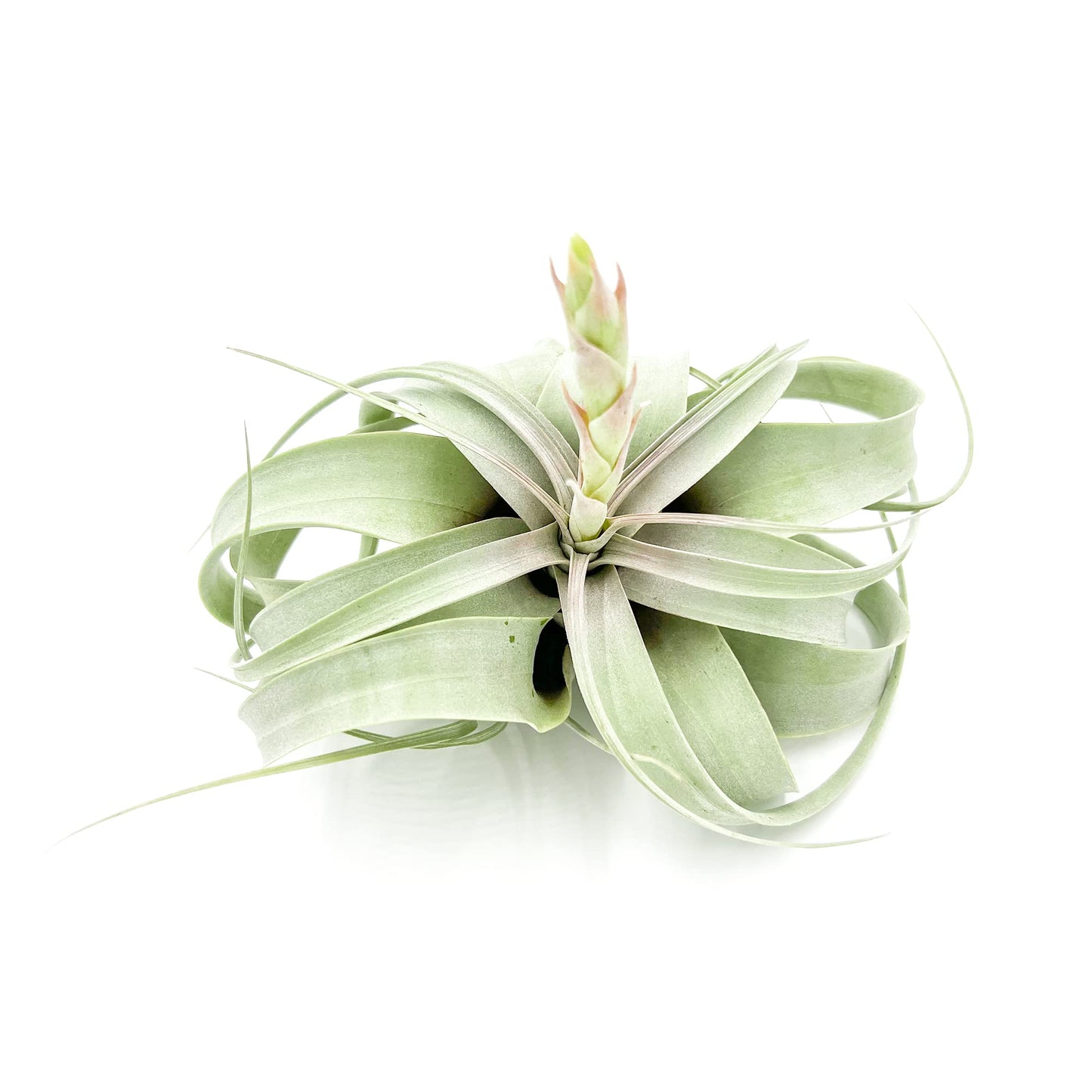 ragnaroc Air Plants - Flowering Tillandsia Xerographica, Large 5" - 1ct - Live Arrival Guaranteed - House Plants for Home Decor & Gift