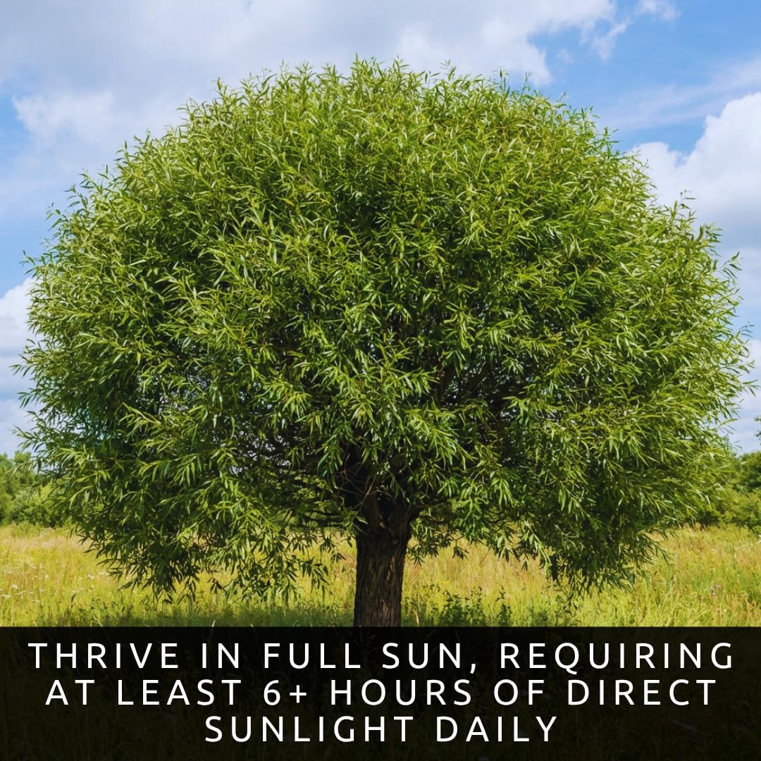 3 Willow Oak Trees Live Plants Bare Root – Quercus phellos Seedlings – Fast Growing Shade Trees for Landscaping, Privacy Screens, Yard Planting & Native Outdoor Trees
