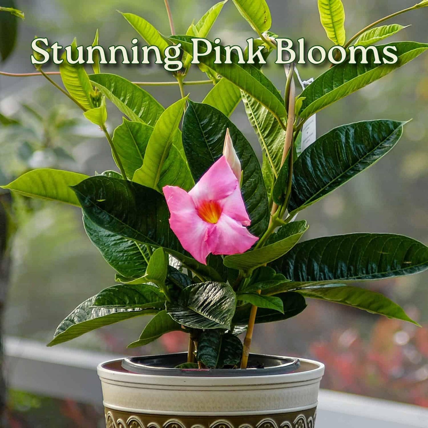 Pink Mandevilla Plant with Trellis - Live Flowering Plant - Tropical Plants of Florida - 18" to 20" Overall Height, 18" Hoop - 1 Gallon (Plant Only)