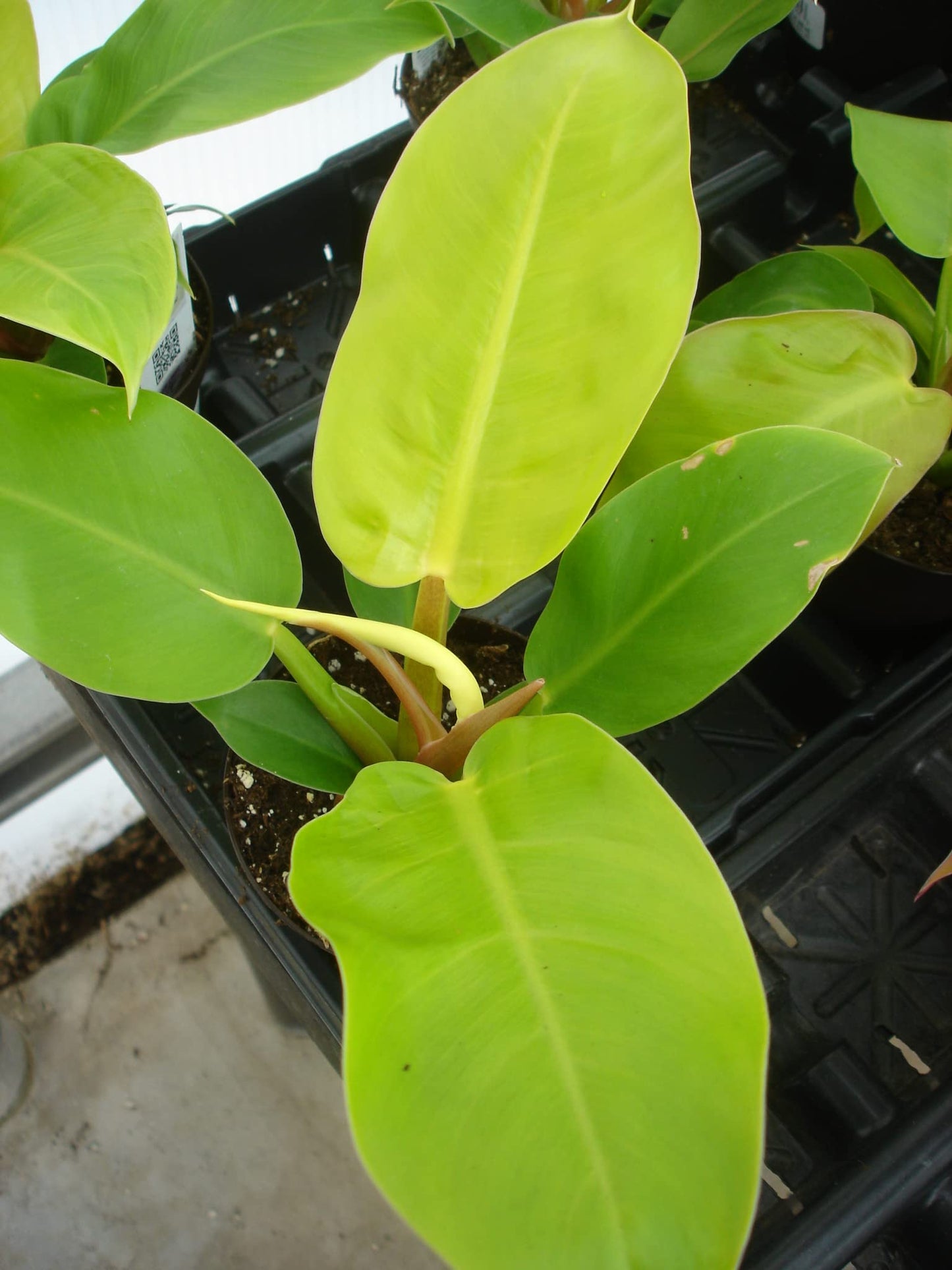 Philodendron Moonlight - Live Starter Plant - Rare and Elegant Indoor Houseplant