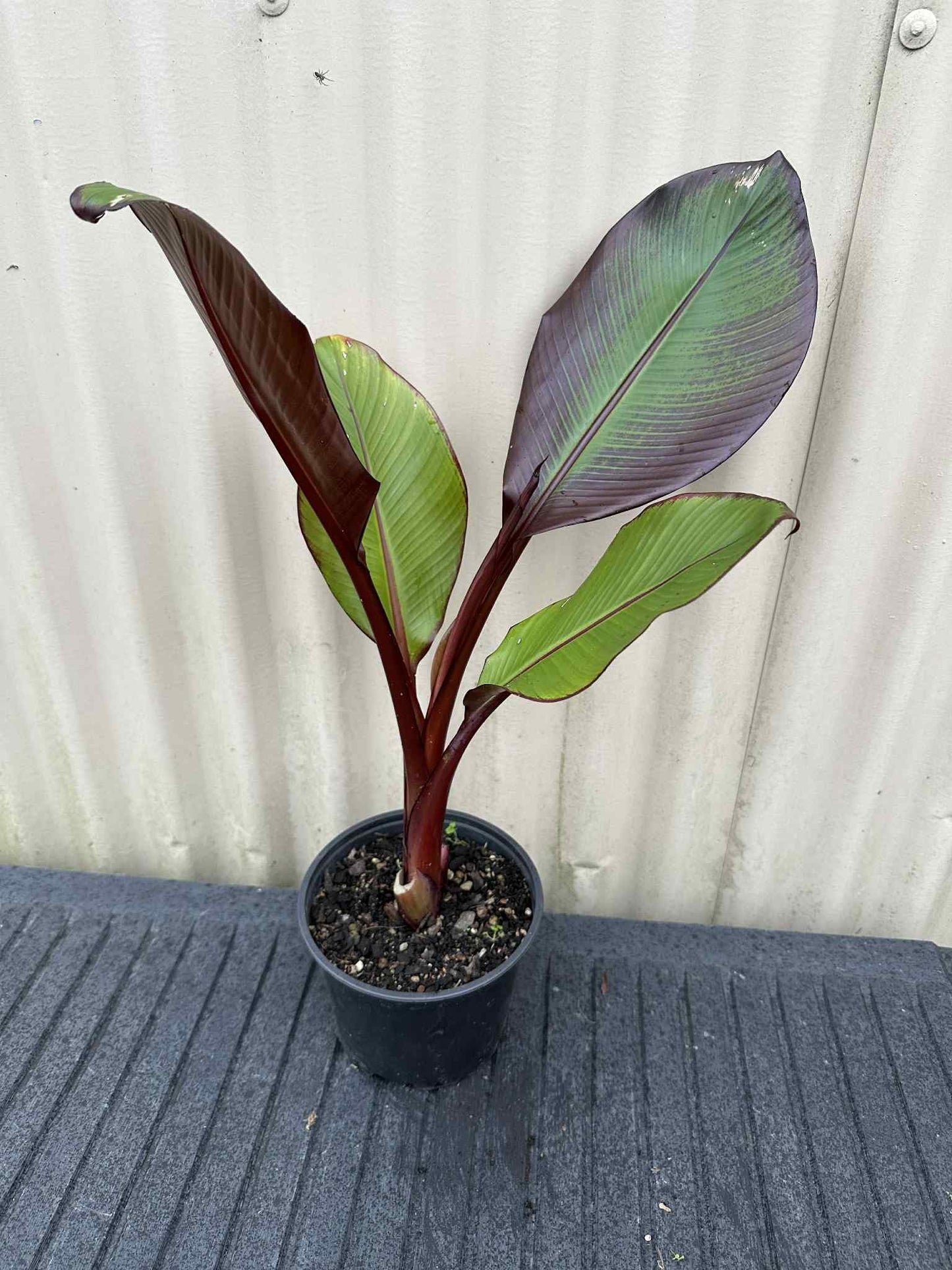 Red Abyssinian Banana (Ensete Maurelii) 5-9" Live Plant - Giant Red Leaf Ornamental Tree - Fast Growing Tropical Focal Point - Huge Container Accent
