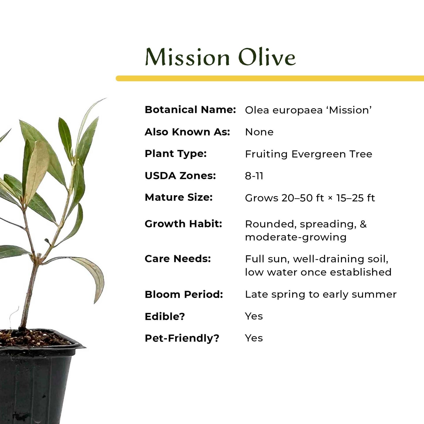 6 Mission Olive Tree Saplings – Edible Fruiting Evergreen Tree for Patio, Container, Indoor & Outdoor Growing, Mediterranean Culinary Olive (Olea europaea ‘Mission’) in 3.5″ Cubes, Live Plants