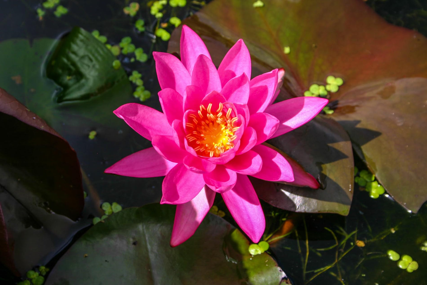 Mature Fully Grown Hardy Water Lily (Assorted Pink)