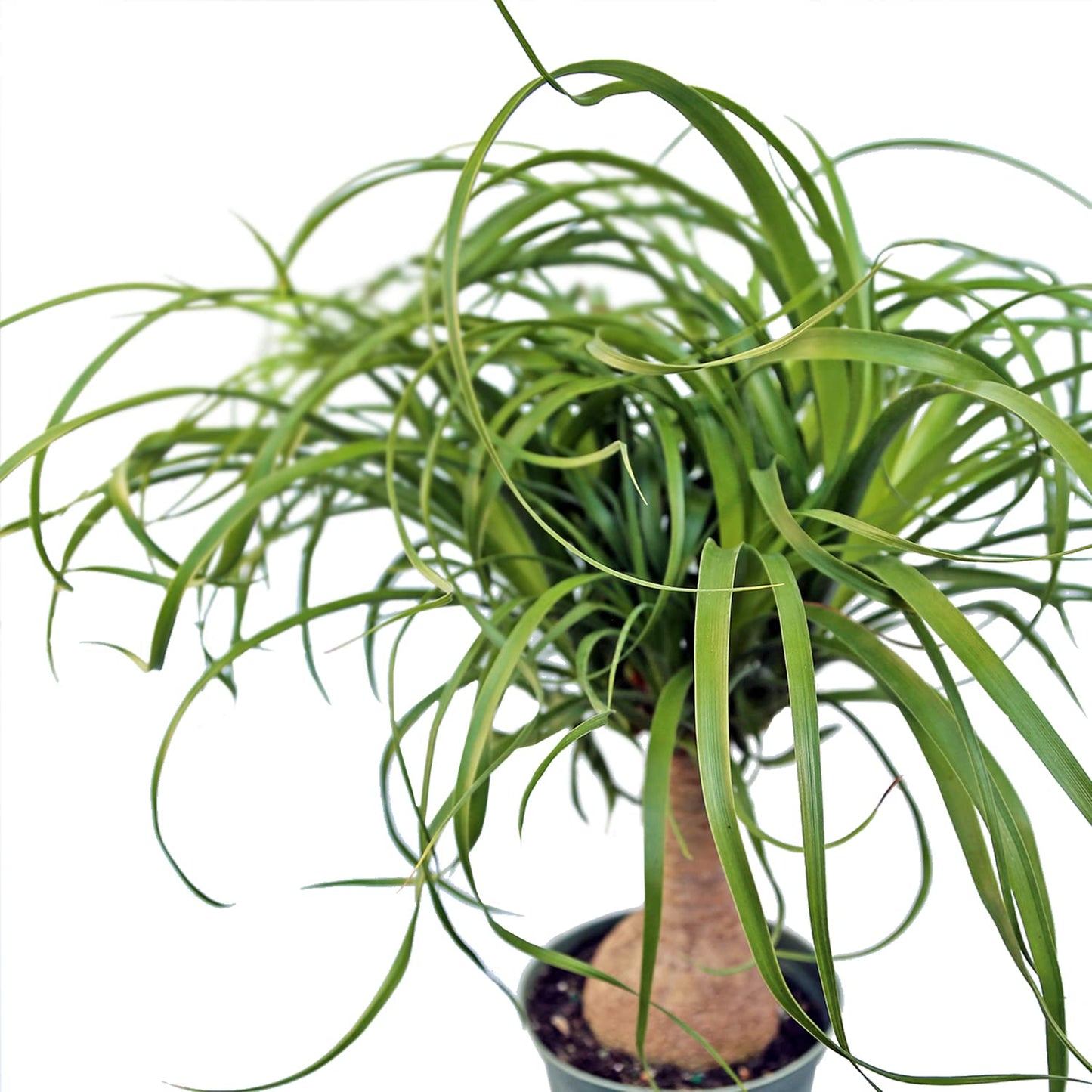 Live Ponytail Palm, Bottle Palm, Elephant Foot Tree, Rare Houseplant, Palm Tree Indoor Potted Plant, Birthday Gift, Housewarming Gift, Christmas Gift in 6" Pot
