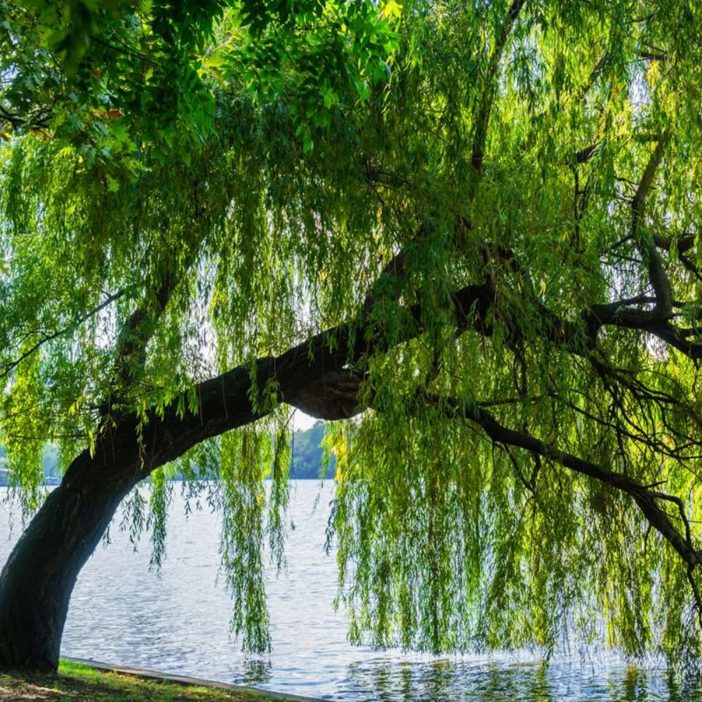 Set 2 Willow Plants Live Bare Root 1-2 Feet Tall, Dormant Willow Live Plants for Outdoor Garden Landscaping (Weeping Willow)