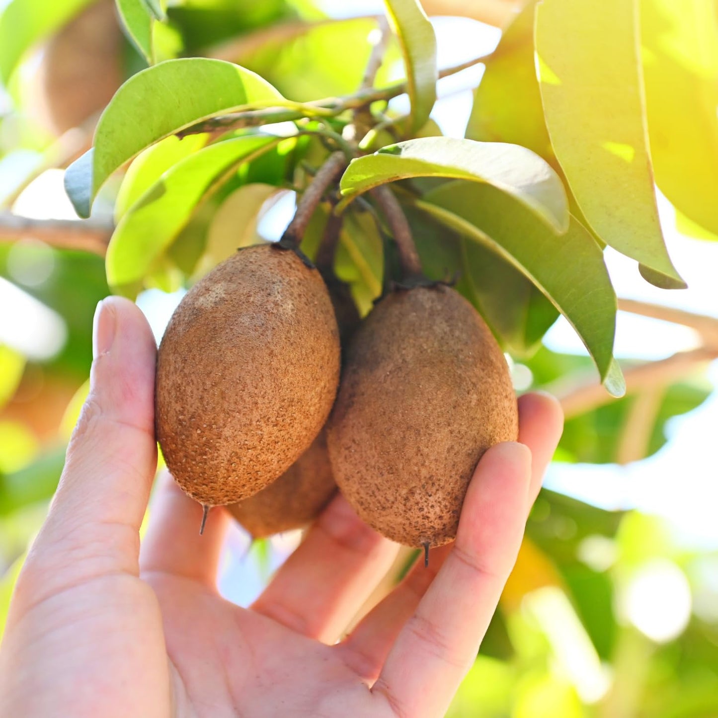 10 Sapodilla Tree Seeds, Sapote Fruit Seeds, Easy Grow Tropical Tree Starter