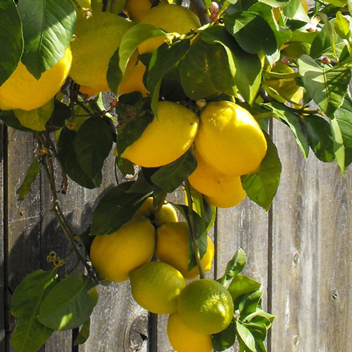 Live Plant - Eureka Lemon Tree - Semi-Dwarf - 24-36" Tall Live Citrus Plant - Potted, Grafted