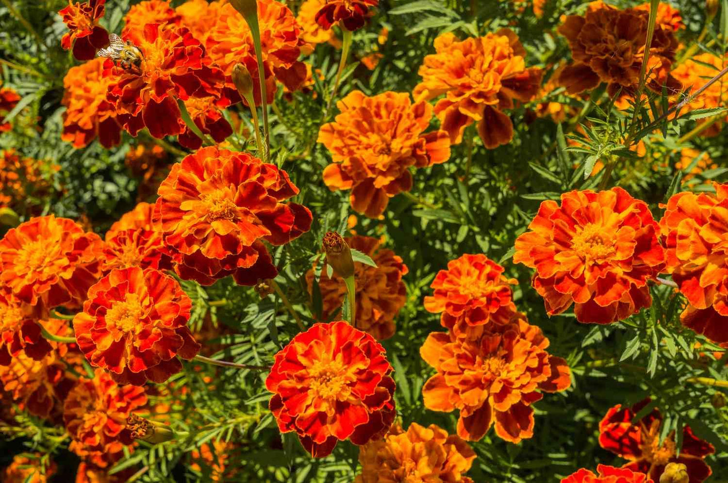 Red Marigold Live Plants, 4-8 Inches, Set of 3 Small Plants, Orange-Red Blooms