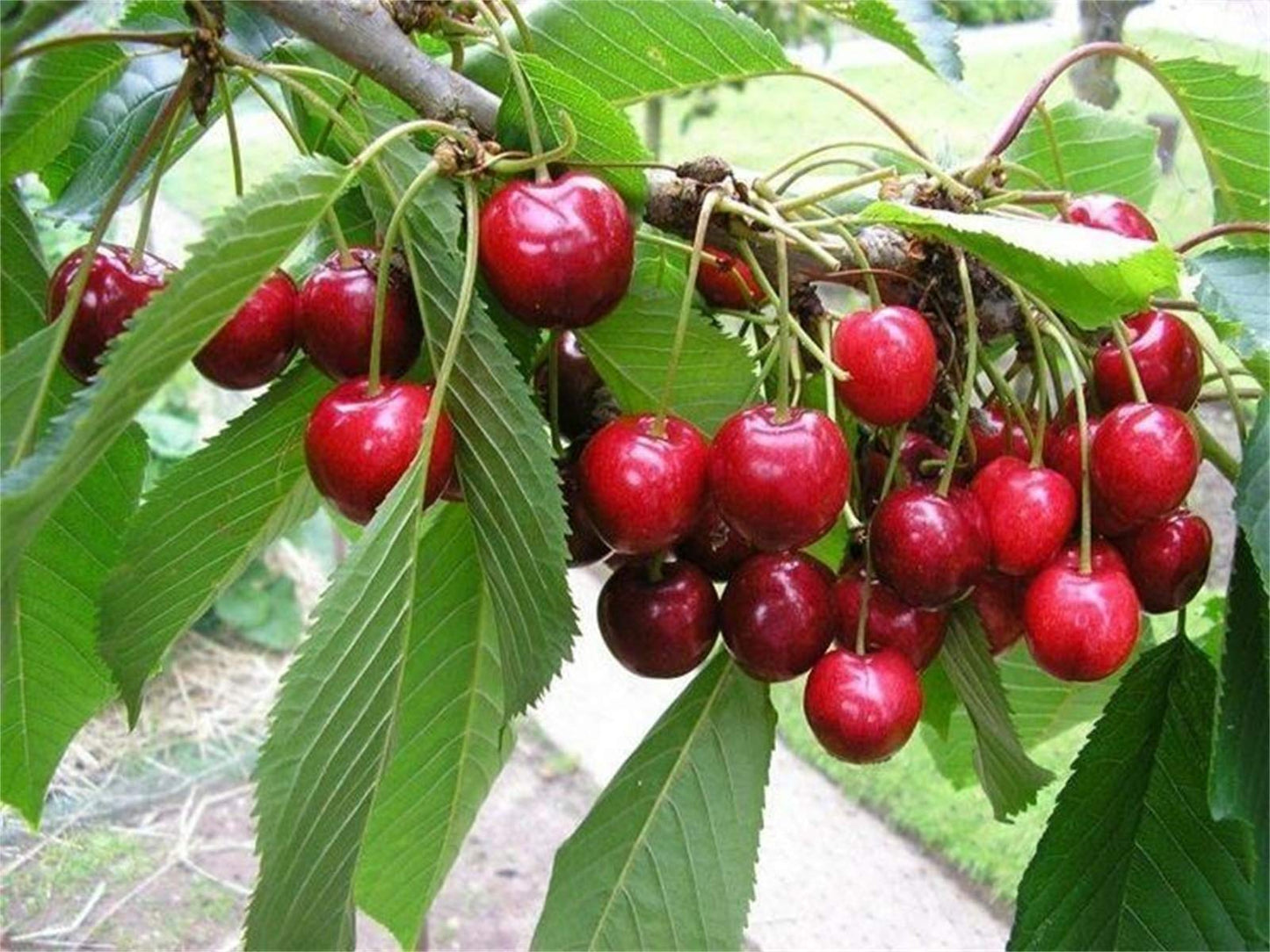Sweet Cherry Seeds Prunus avium Seeds 20 Pcs - Cherry Blossoms Seeds