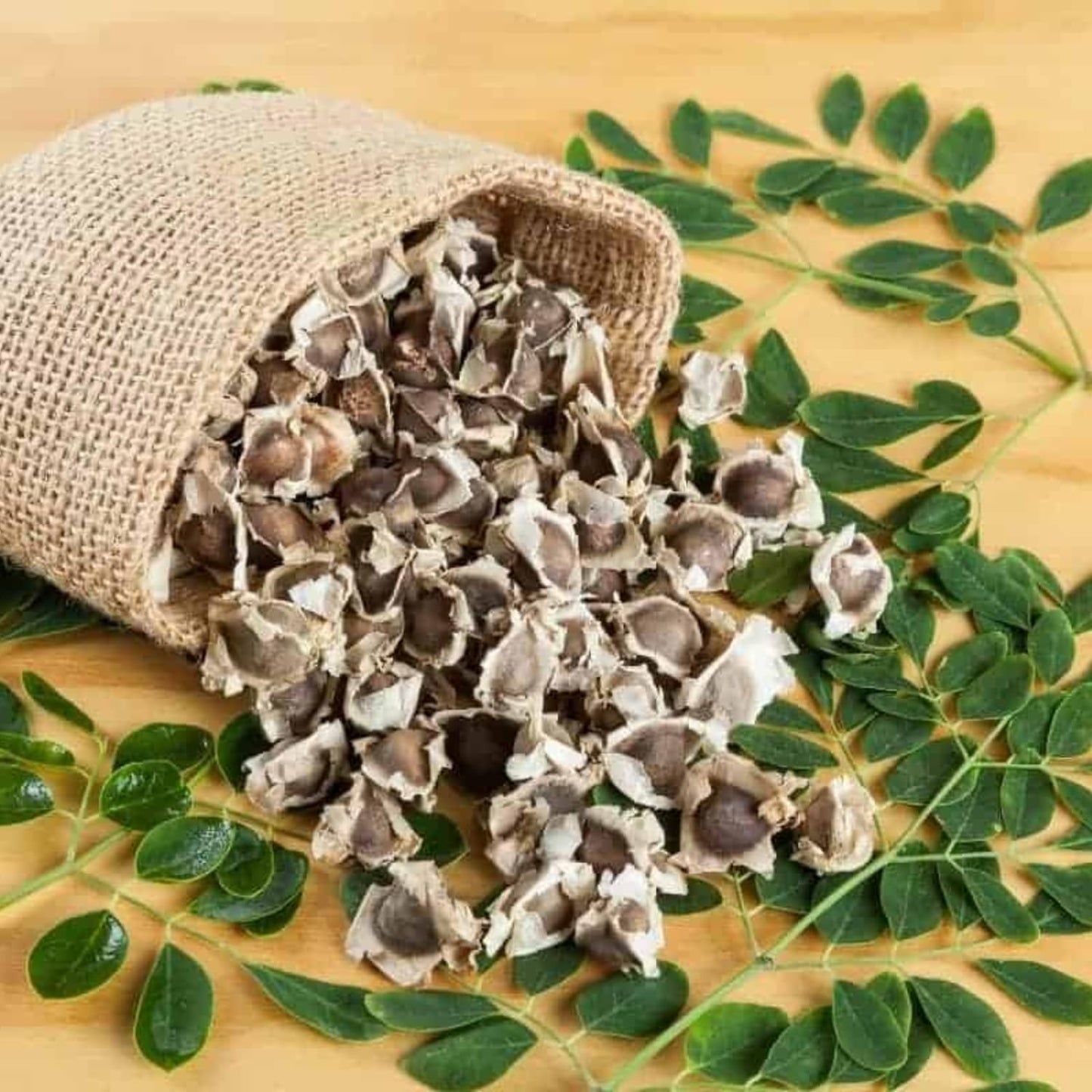 Moringa Plant Live in 4 Inch Pot, Hardy Perennial Moringa Oleifera Drumstick Tree Herb Plant