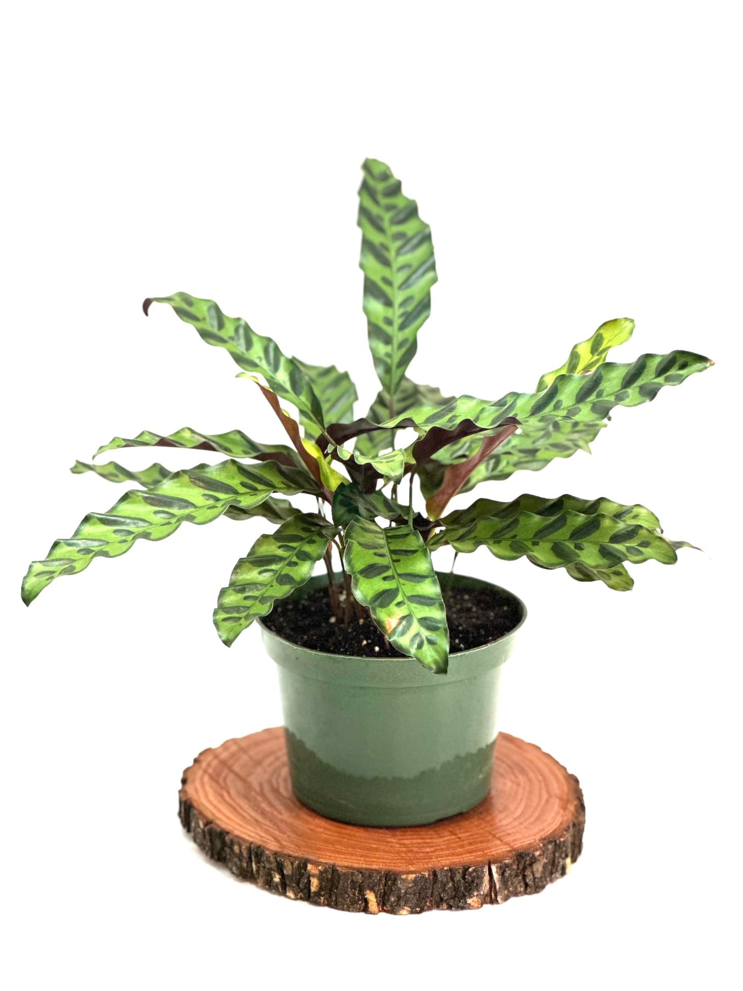 Calathea Lancifolia Live Plant, Rattlesnake Plant in 6 Inch Pot, Home Decor, Office Decor