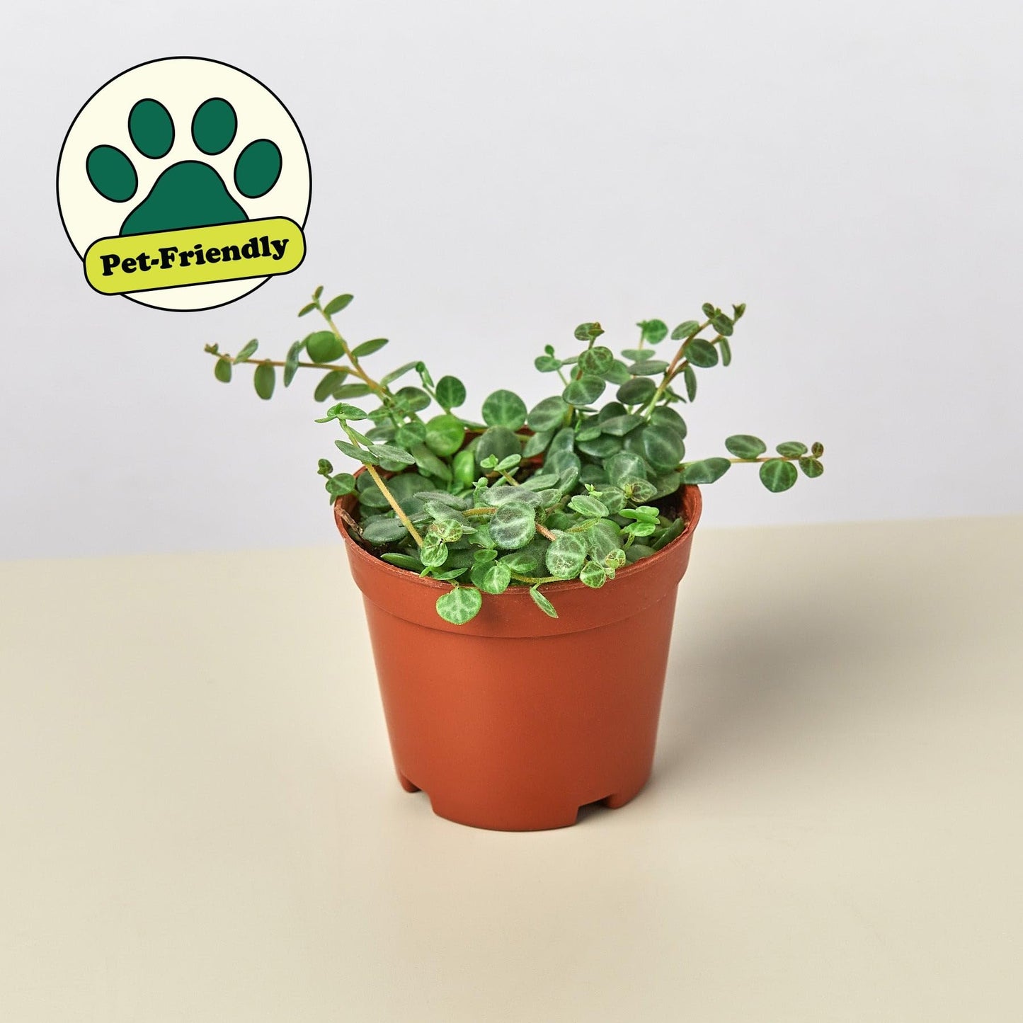 Peperomia Prostrata 'String of Turtles' | Live Plant for Indoor & Outdoor | for Living Room, Office, Bathroom | (4" Pot)