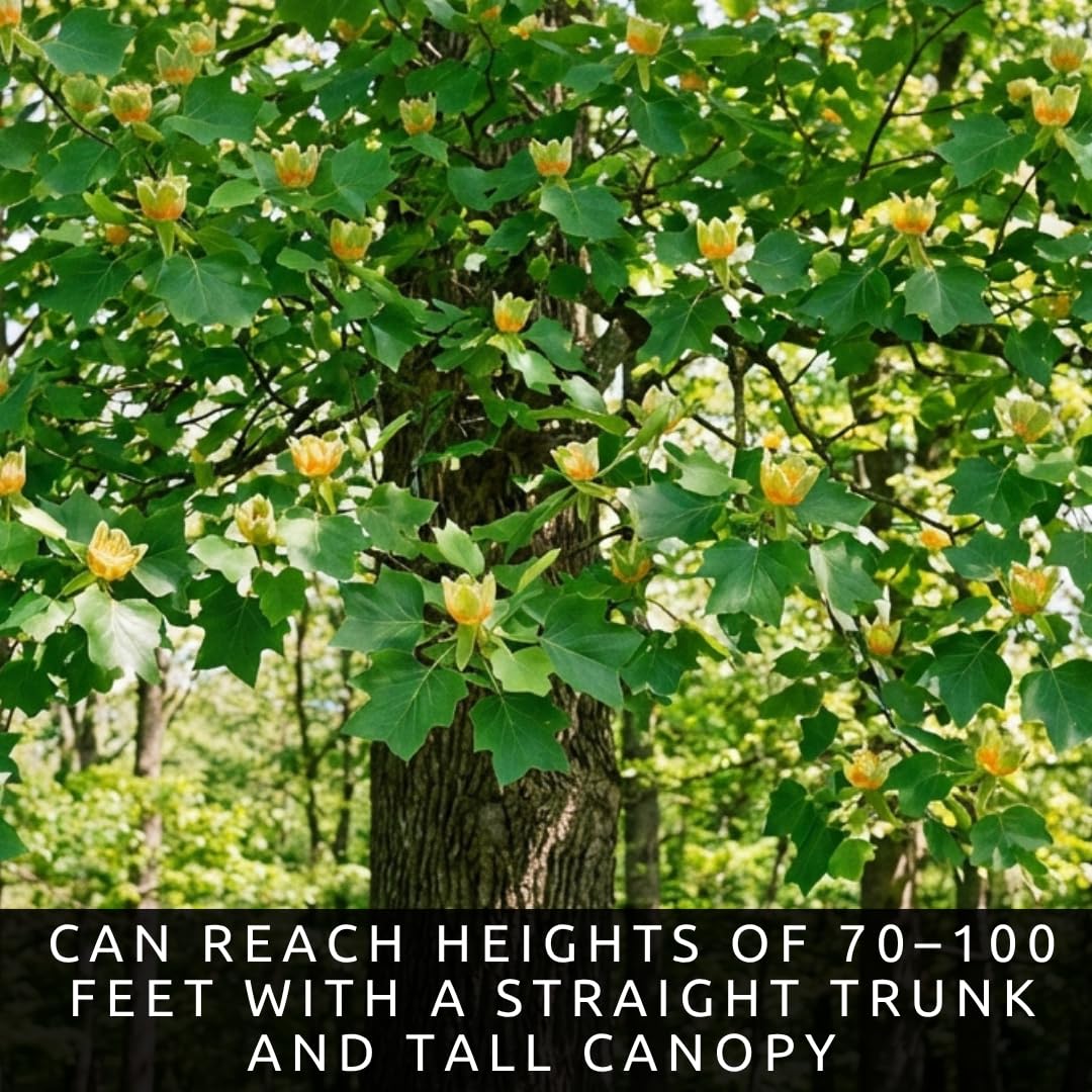 Tulip Poplar Live Tree Plants for Growing – Liriodendron tulipifera – Fast Growing Shade Trees with Tulip Flowers – Bare Root Trees for Planting Outdoors (2 Trees)