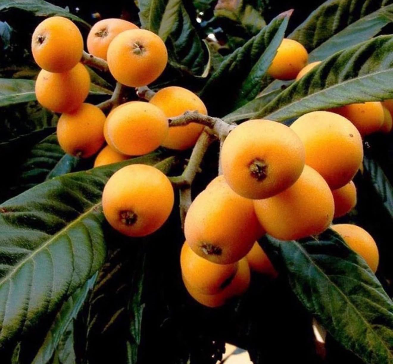 Big Loquat (Eriobotrya Japonica) Nispero Japones Live Tree(Japanese Plum) Plant (2-3ft)