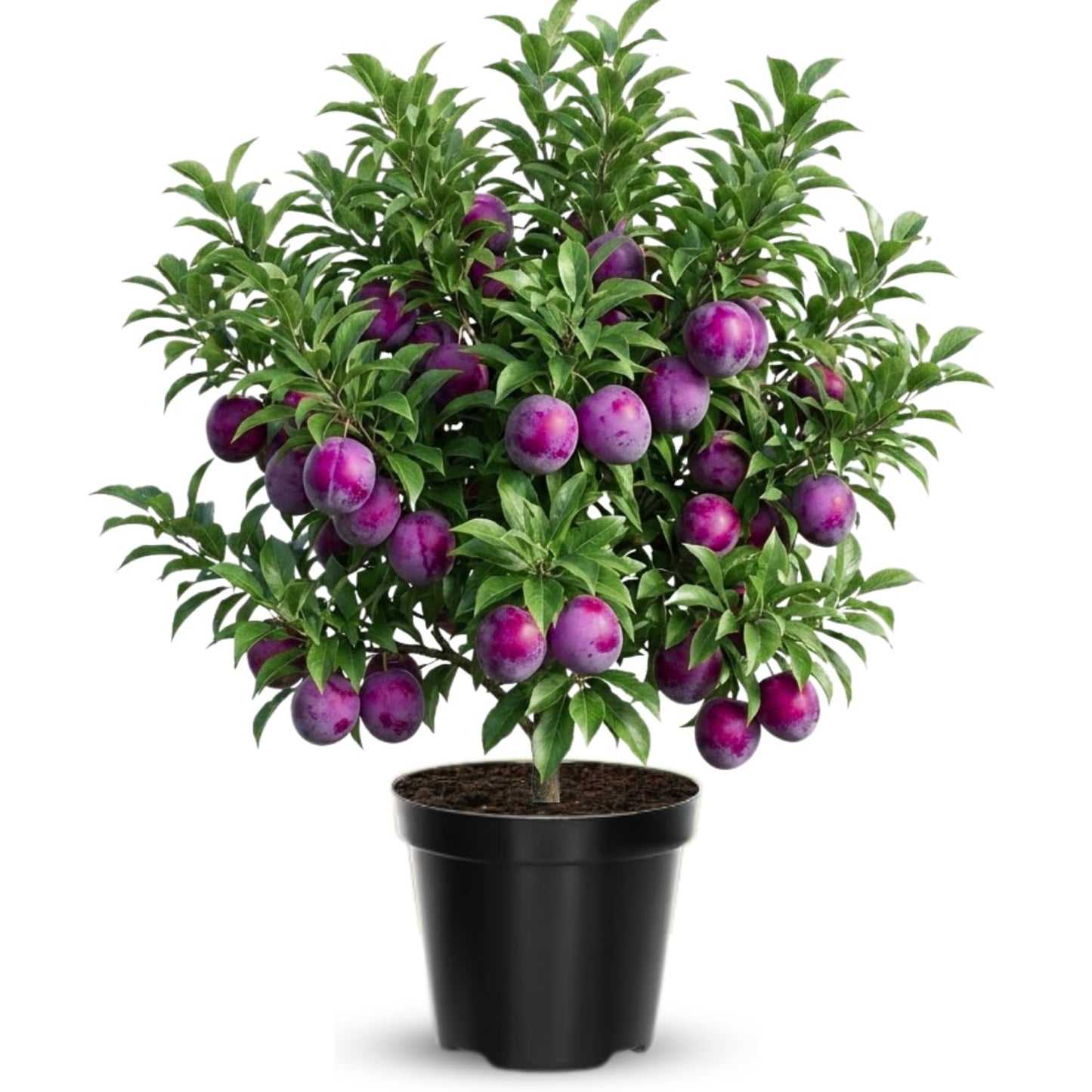 Methley Plum Tree Live Plant in 3 Gallon Pot, 2–3 Feet Tall Plum Fruit Tree for Outdoor Garden or Backyard Growing, No CA
