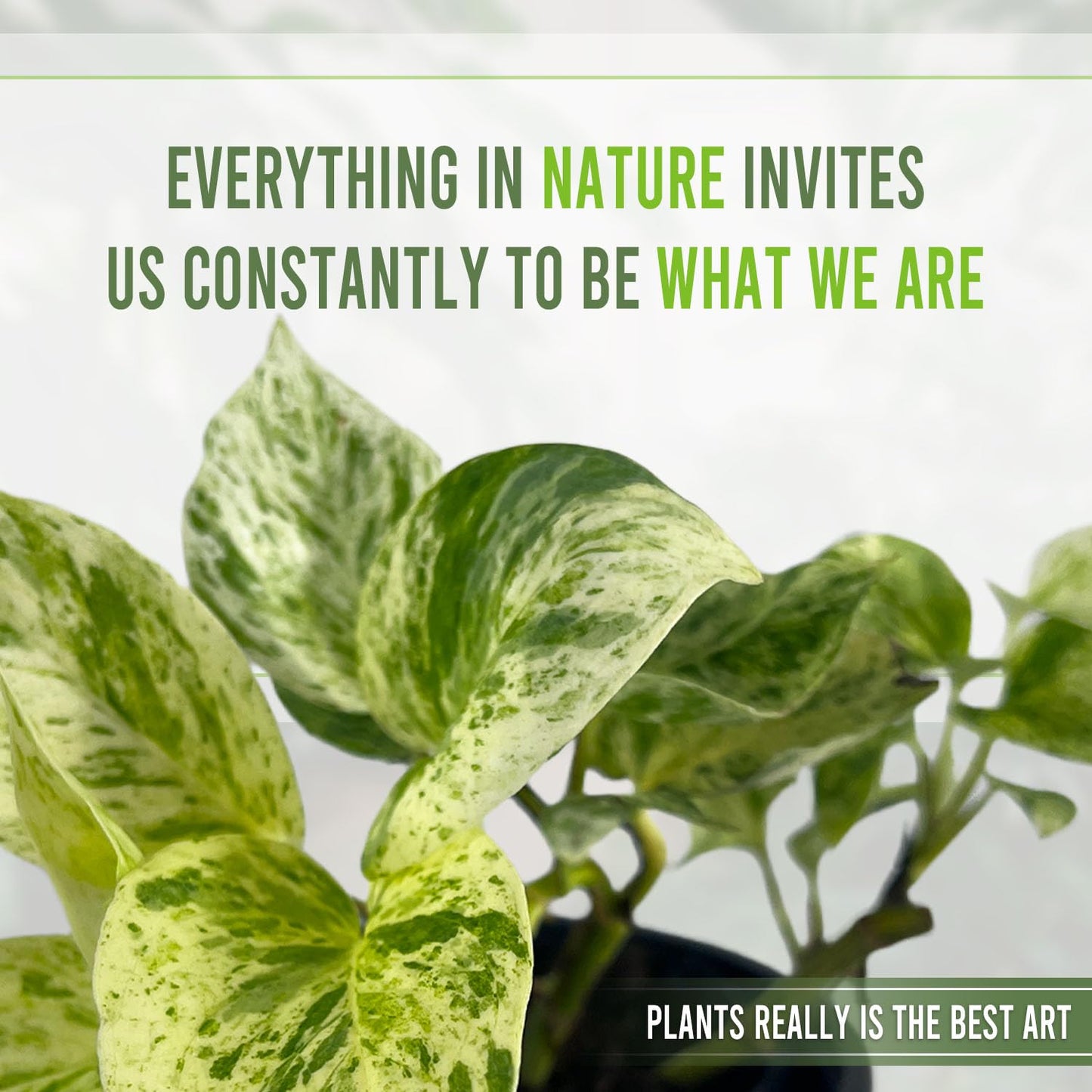 LEAL PLANTS ECUADOR Epipremnum Aureum Marble Queen (Pack of 2) Trailing Live Houseplants Neon Pothos | Natural Décor Plant | Marble Queen Photos